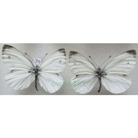 Pieris napi (Linnaeus, 1758) 2xmale Bielinek bytomkowiec Poland7n